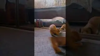 Dogs these days 🤣 #shorts video by Magda Ehlers