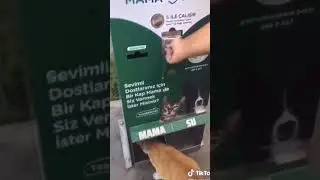 Vending machines in Turkey provide food for stray cats