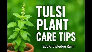Tulsi Plant Care Tips | How to Keep Your Tulsi Healthy 🌿 | EcoKnowledge&nbsp;Rajni