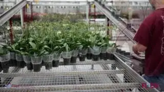Piko Plant Shipping System - Reference movie