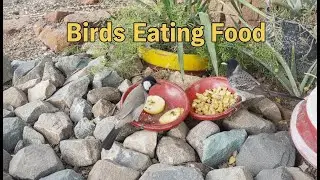Backyard Birdwatching: Amazing Squirrels & Bulbul Eating Fruit |Squirrel & Wild Birds Feast Together