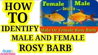 How to identify male and female rosy barb