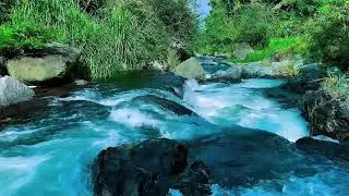 Mountain Stream Water Flow Audio, Forest River, Sleep