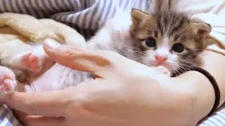 Опасный! Котенок, играющий у меня на коленях, в опасности! [Защитный кот]