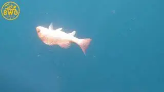 Trokar TK5 Bait Saver Circle