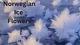 The Enchanting Ice Flowers of Norway