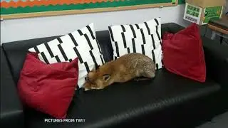 Do not Disturb the sleeping fox in a school (UK) - ITV London News - 28th January 2022