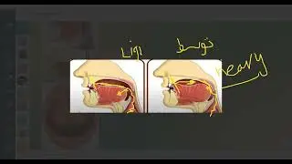 Explanation of Harf Raa (ر) – Part 2 | Makharij & Sifaat | (شرح مخرج الراء الجزء الثاني)