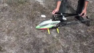 Ron's Bird After the Rescue