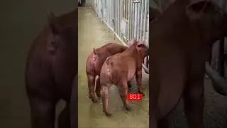 New boar Duroc - Manopfarm