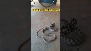 forsten's cat snake 🐍 #shorts #snake #cat #cats #attack #viral #bite #venom #poison