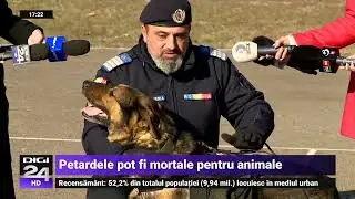 Cum să îți calmezi câinele când se sperie de zgomotul petardelor