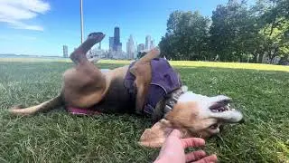 HOBBLES is a HAPPY BEAGLE MONSTER at LAKE MICHIGAN in DOWNTOWN CHICAGO!