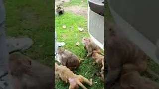 bandro ko khana kaise khilaye @vairalvideo733