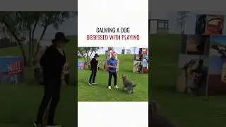 Calming a Dog Obsessed with Playing