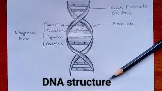 DNA || how to draw DNA structure for beginners || deoxyribonucleic acid structure ||