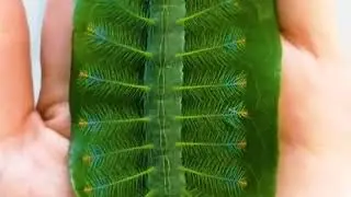 Amazing worm