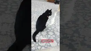 Моя дерзкая чёрная кошка.... #кошачьимемы #смешно #чёрнаякошка