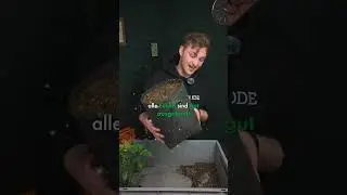 Pflanze eintopfen - Bef&uuml;llen und angie&szlig;en! Teil 1 #greennode #grow #informative