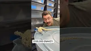 Змея за 100 000 долларов?! #змеи #роскошь #шорты