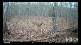 Tailcam,drainage ditch deer.Bucks,bucks,bucks. #animals #wildlife #gamecamera #deerhunting