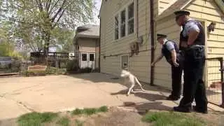 Police and Dog Encounters