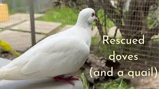 Rescued: Diamond doves (and a quail)