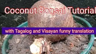 COCONUT BONSAI TUTORIALS WITH TAGALOG AND FUNNY VISAYAN TRANSLATION.