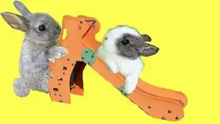 Jugando en el parque infantil para niños con mis conejitos bebés Sol y Nube / Funny Bunny