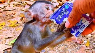 No Good! Monkey baby Arian get milk not full and tries to take From Marina | Poorly she slapped him