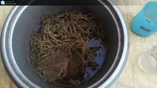 Bệnh TRĨ. Hãy xem hết video này( Cách sử dụng cây CỎ SỮA ĐẤT).