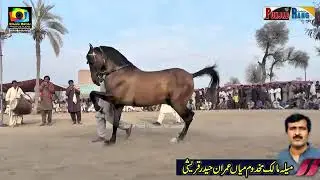 Best Horse dance main Noor samand kathia