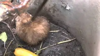 Au menu ce swar : Cari Tangue !
