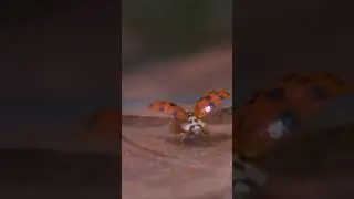 Lady beetle taking off in slow mo!🤩