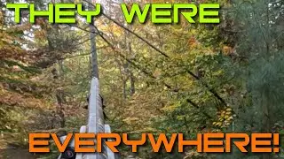 Fall Squirrel Hunting SUCCESS on PUBLIC LAND - Virginia WMA Hunting!