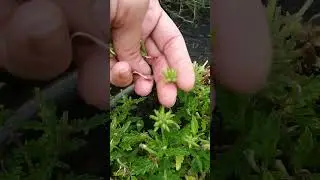 Deadhead Verbena Flowers!