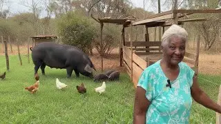 AOS 93 ANOS ELA AINDA TRABALHA, CRIA PORCOS CAIPIRA E GALINHAS