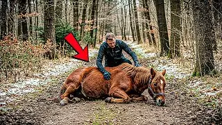 Man Finds a Wild Mustang Near Death, What He Does Next Will Surprise Everyone