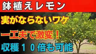 【９９％が知らない盲点】【鉢植えレモン】実がなる人だけが守っている…品種選びと植え替え術をすべて解説【初心者必見】【実つき改善】【植え替え時期】