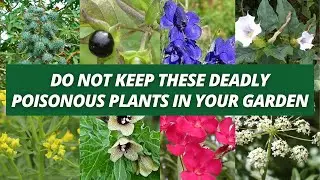 Do not keep these deadly poisonous plants in your garden