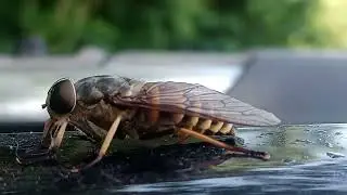 fly monster on the car close up муха монстр на машине крупным планом