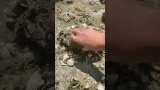 A surprise come from under the stone #catchthesea #seaanimals