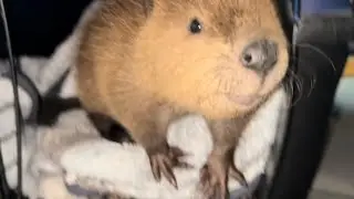 What does a baby beaver sound like?