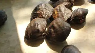 2024 Mussel Survey on the Mississippi National River and Recreation Area