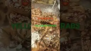 🦀🦀🦀 live big yellow crabs#yellowcrabmusic #crabs #china