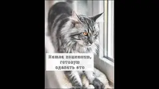 маленький Никки #famouscats #cat