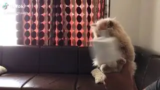 When I was kitten 🐱 #6 #funnycat #cutecatsfunny #Cutestcat #catvideos#animal #short