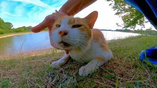 Когда бездомный кот, который был на стороне пруда, был наденаде, кошка грохотала и мило