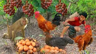 Women Found  Monkey and Chicken Egg in forest - Cooking Chicken With Chili for dog Eating delicious