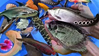 Bắt cá trê lớn, cá dọn bể, cá chép, cá lóc, cá tai tượng, cá sông, cá nước ngọt